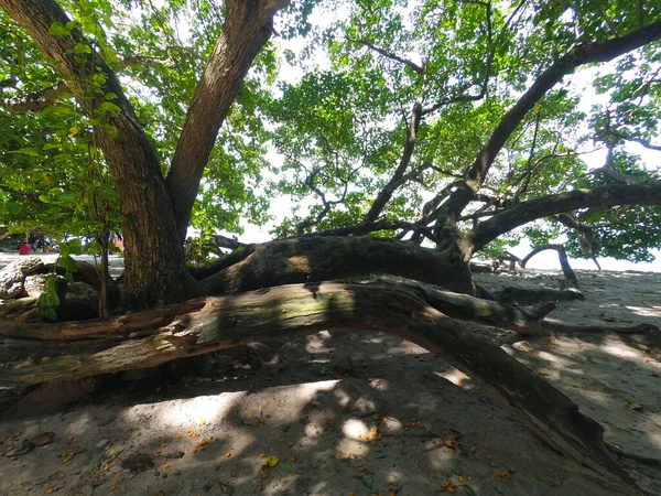 Abstraktní Rozostřené Rozmazané Pozadí Fotografie Stromů Pláži Pangandaran Indonésie — Stock fotografie