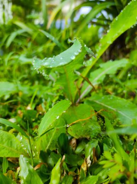 Endonezya 'nın Cikancung bölgesinde sabah çiğ damlalarına maruz kalan ıslak çimenlerin ve yabani bitkilerin fotoğrafı