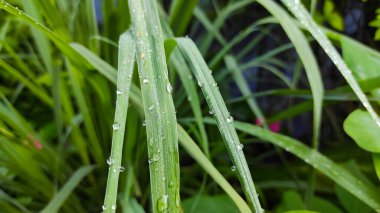 Endonezya 'nın Cikancung bölgesindeki süs bitkilerinin yapraklarına çiy damlalarının fotoğrafı.