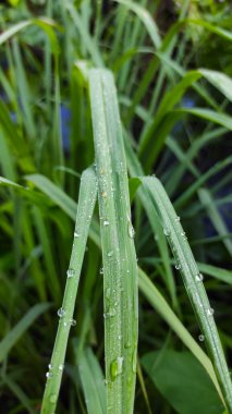 Endonezya 'nın Cikancung bölgesindeki süs bitkilerinin yapraklarına çiy damlalarının fotoğrafı.