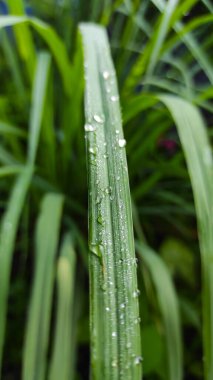 Endonezya 'nın Cikancung bölgesindeki süs bitkilerinin yapraklarına çiy damlalarının fotoğrafı.