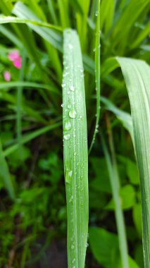 Endonezya 'nın Cikancung bölgesindeki süs bitkilerinin yapraklarına çiy damlalarının fotoğrafı.