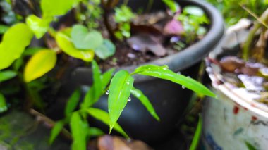 Endonezya 'nın Cikancung bölgesindeki süs bitkilerinin yapraklarına çiy damlalarının fotoğrafı.