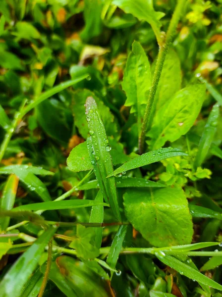 Photo Wet Grass Wild Plants Exposed Drops Morning Dew Cikancung — 图库照片