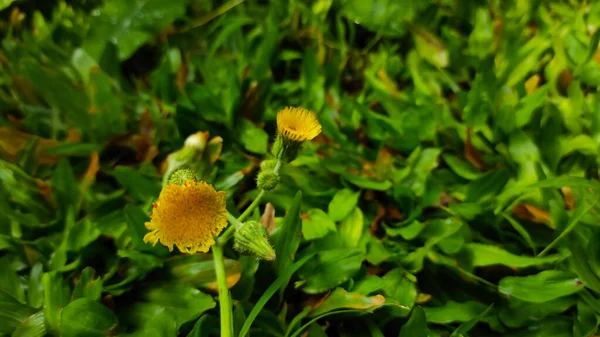 Foto Pequenas Flores Amarelas Crescendo Grama Quintal Uma Casa Área — Fotografia de Stock