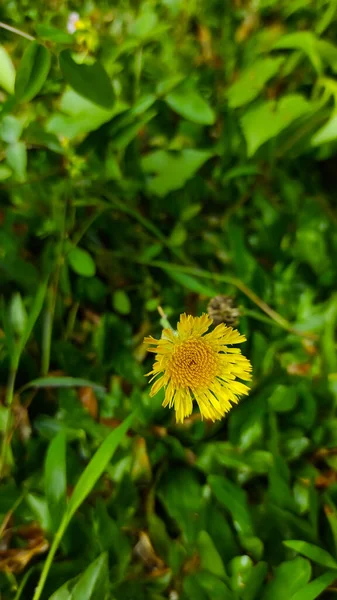 Foto Pequenas Flores Amarelas Crescendo Grama Quintal Uma Casa Área — Fotografia de Stock