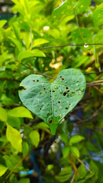Photo Heart Shaped Leaf Full Holes Morning Dew Cikancung Area — Stock Photo, Image