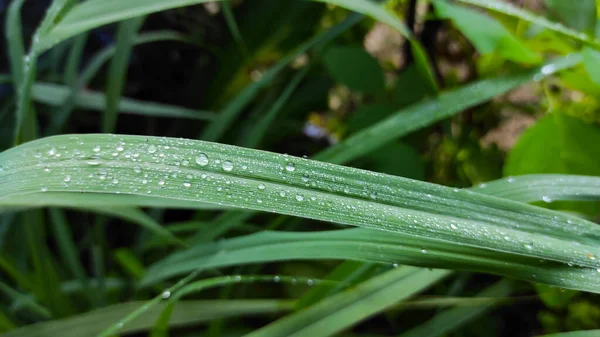 Foto Tetes Embun Pada Daun Tanaman Hias Daerah Cikancung Indonesia — Stok Foto