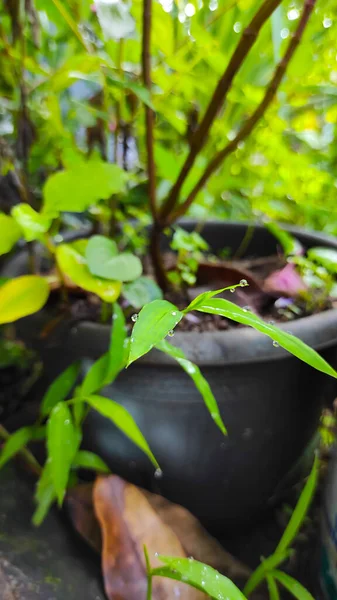 Foto Gotas Rocío Las Hojas Plantas Ornamentales Área Cikancung Indonesia — Foto de Stock