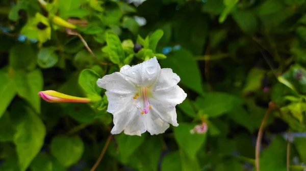 インドネシア キカンプン地方の朝に露にさらされた白い花の写真 — ストック写真