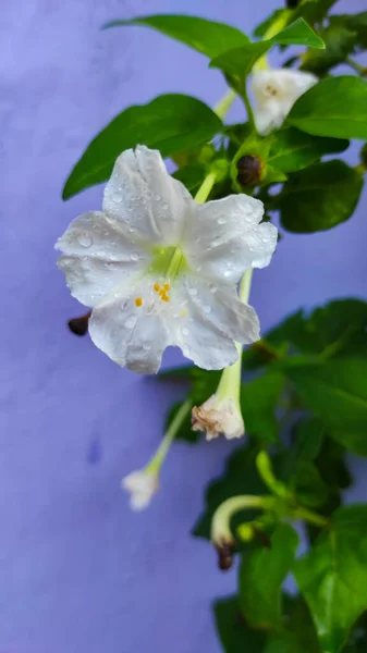 Φωτογραφία Από Λευκά Λουλούδια Που Εκτίθενται Δροσιά Πρωί Στην Περιοχή — Φωτογραφία Αρχείου