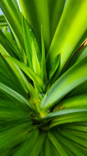 Foto Brotes Plantas Pandan Expuestas Rocío Matutino Área Cikancung Indonesia — Foto de Stock