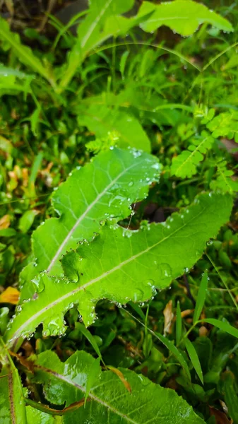 Foto Von Nassem Gras Und Wildpflanzen Die Dem Morgentau Der — Stockfoto