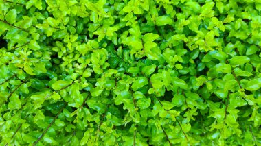 Endonezya 'nın Cicalengka bölgesinde yeşil yapraklı ve saplı süs bitkilerinin arkaplan dokusu