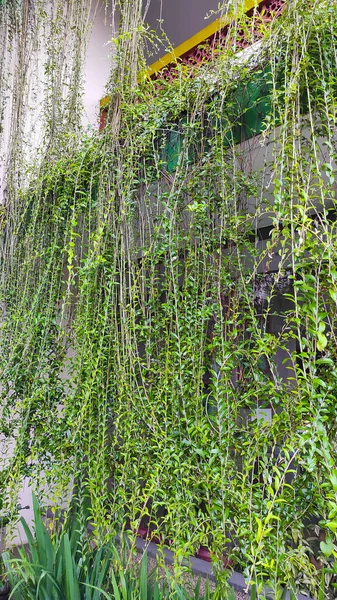 Photo Tall Vines Covering Walls Building Cicalengka Area Indonesia — стокове фото
