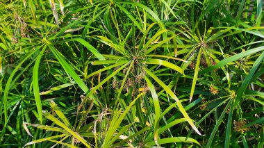 Abstract Defocused background photo of ornamental plants with elongated leaves and forming bushes