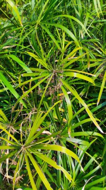 Abstract Defocused background photo of ornamental plants with elongated leaves and forming bushes