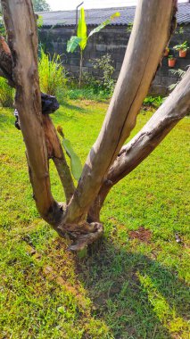 Abstract Defocused photo of a dead tree in the grass in the yard