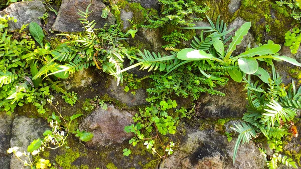 Abstract Defocused Photo Stone Wall Covered Moss Wild Plants — Fotografia de Stock