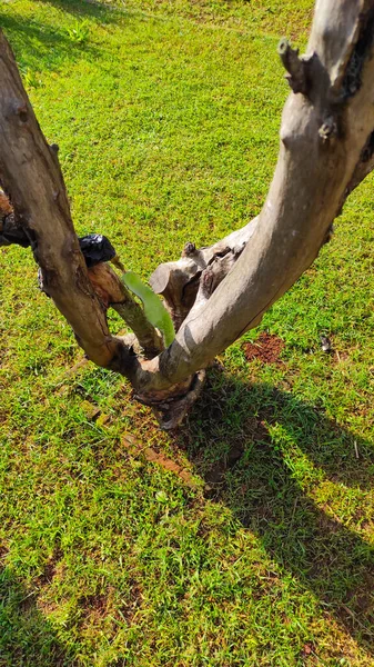 Abstract Defocused Photo Dead Tree Grass Yard — Foto de Stock