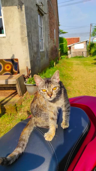 Αφηρημένη Defocused Φωτογραφία Ενός Ριγέ Γάτα Κάθεται Ένα Κάθισμα Μοτοσικλέτας — Φωτογραφία Αρχείου