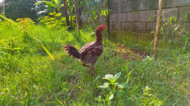 Bahçede yiyecek arayan bir tavuğun bulanık fotoğrafı.