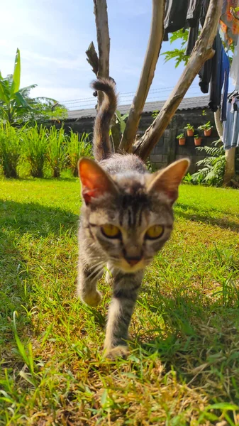 Blurred Photo Striped Cat Relaxing Yard — Stock Photo, Image