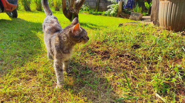 庭でリラックスした縞模様の猫の写真 — ストック写真
