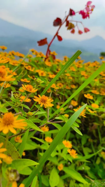Monte Flores Amarelas Parque Área Cicalengka Indonésia — Fotografia de Stock