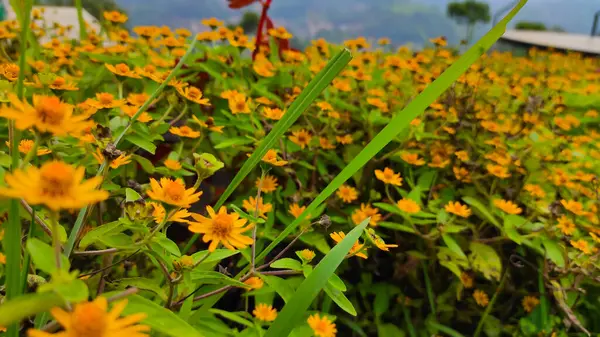 Monte Flores Amarelas Parque Área Cicalengka Indonésia — Fotografia de Stock