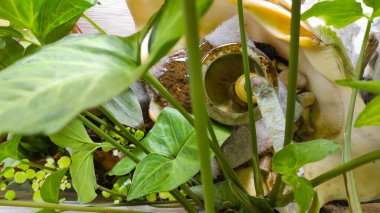 Endonezya 'nın Cikancung bölgesindeki süs bitkilerinin arkasındaki soyut odaklanmış çeşme