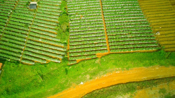 Abstract Defocct Piękna Starannie Zaaranżowana Plantacja Warzyw Rejonie Cikancung Indonezja — Zdjęcie stockowe