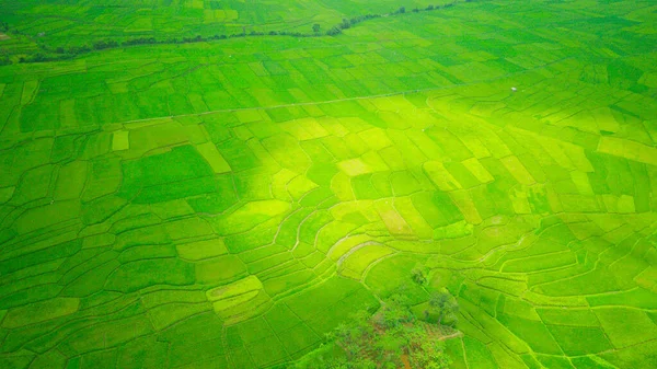 Resumen Extensión Desenfocada Campos Arroz Verde Desde Arriba Del Cielo —  Fotos de Stock