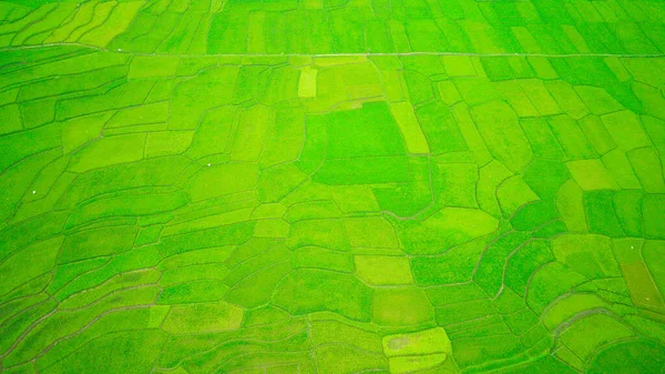 Abstrakte Defokussierte Weite Grüner Reisfelder Aus Der Luft Die Mit lizenzfreie Stockfotos