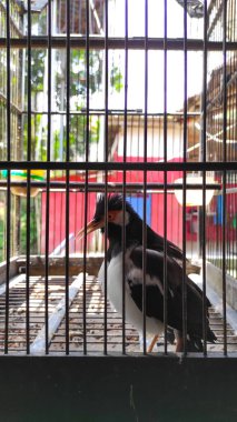 Siyah ve beyaz kuşlar Endonezya 'nın Cikancung bölgesinde kafeslerde tutuluyor.