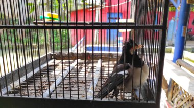 Siyah ve beyaz kuşlar Endonezya 'nın Cikancung bölgesinde kafeslerde tutuluyor.