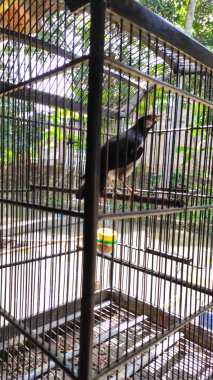 Siyah ve beyaz kuşlar Endonezya 'nın Cikancung bölgesinde kafeslerde tutuluyor.