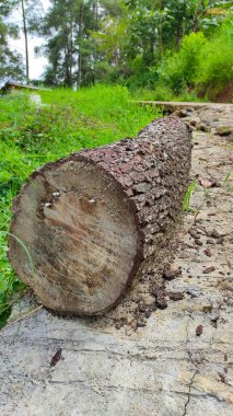 Endonezya 'nın Cikancung bölgesinde yolun kenarında kesilmiş bir çam ağacı bulunuyor.