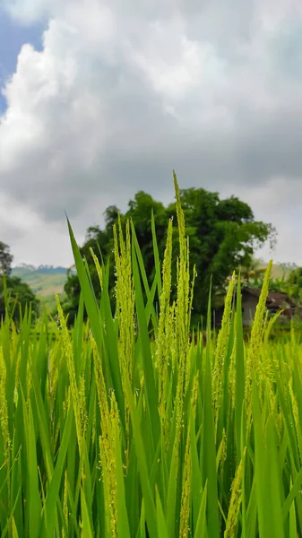 Рисова Рослина Починає Жовтіти Готова Збору Врожаю Районі Сіканькун Індонезія — стокове фото