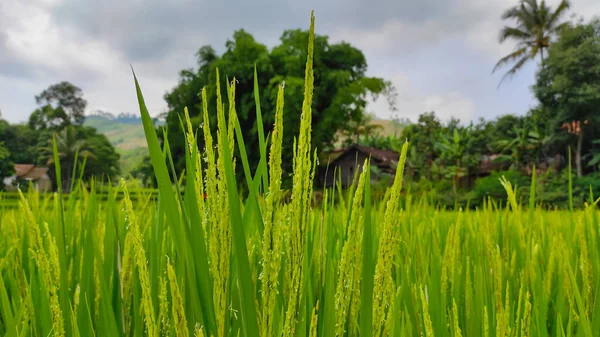 印度尼西亚Cikancung地区开始变黄并准备收割的脱壳水稻 — 图库照片