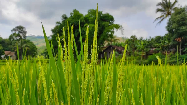 Arroz Desfocado Abstrato Que Começa Ficar Amarelo Pronto Para Colheita — Fotografia de Stock