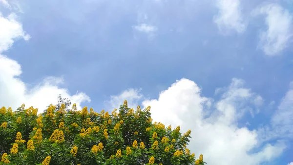 Foto Árbol Lleno Hermosas Flores Amarillas Contra Cielo Azul Brillante — Foto de Stock