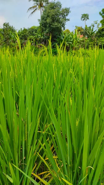 Рисова Рослина Починає Жовтіти Готова Збору Врожаю Районі Сіканькун Індонезія — стокове фото