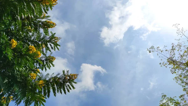 インドネシア キカンプン地方の青空を背景に美しい黄色の花々が咲き乱れる木の写真 — ストック写真