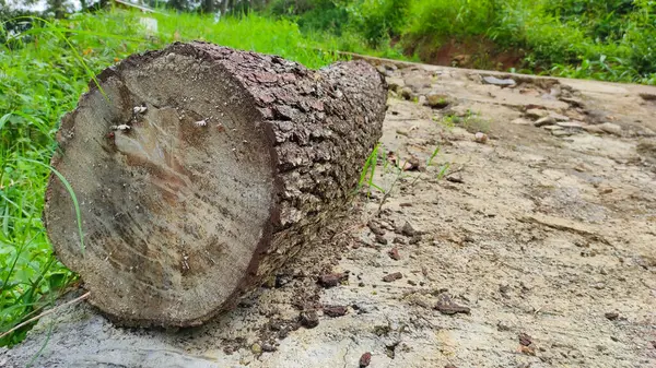 Felled Pine Tree Lies Side Road Cikancung Area Indonesia — Stock Photo, Image