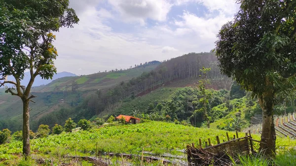 Due Grandi Alberi Che Crescono Sul Fianco Una Collina Nella — Foto Stock