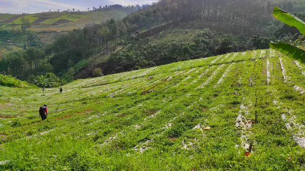 Astratto Collina Sfocata Piantata Con Verdure Verdi Nella Zona Cikancung — Foto Stock