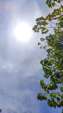 Endonezya 'nın Cikancung bölgesindeki gölgeli ağaç yapraklarının arkasındaki berrak gökyüzünün arka planı