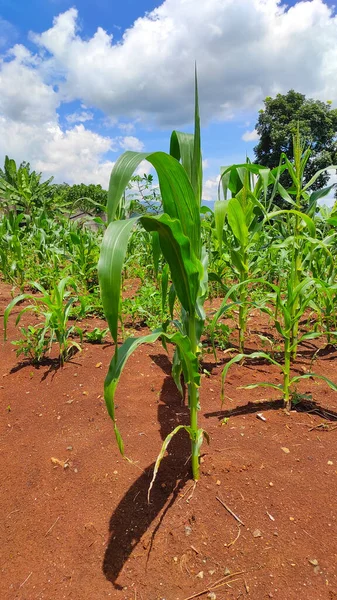 Endonezya 'nın Cikancung bölgesindeki bahçeyi süsleyen sarı çiçekler.