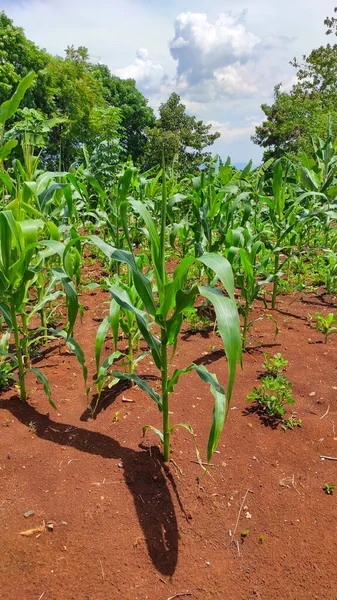 Endonezya 'nın Cikancung bölgesindeki bahçeyi süsleyen sarı çiçekler.